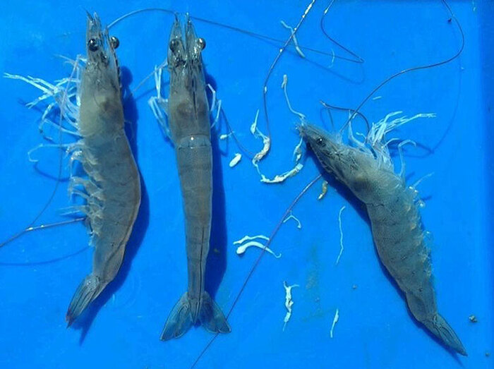 Bệnh phân trắng ở tôm