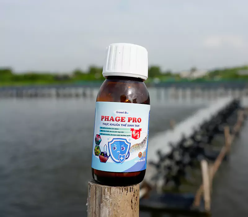 Phage Pro - Kiểm soát Vibrio trong ao nuôi Phage Pro