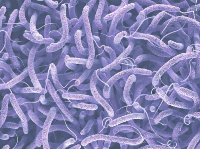 Vi khuẩn Vibrio Vi khuẩn Vibrio