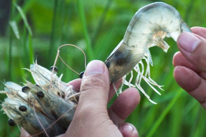 Tôm bị gan và đường ruột Tôm bị gan và đường ruột