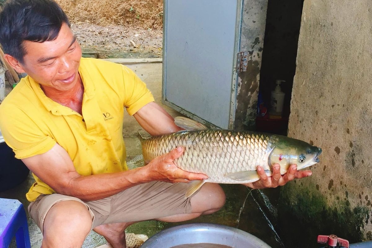 Cá trắm cỏ nuôi đạt kích cỡ lớn.