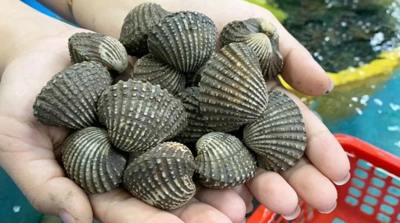 Sò huyết tại ao