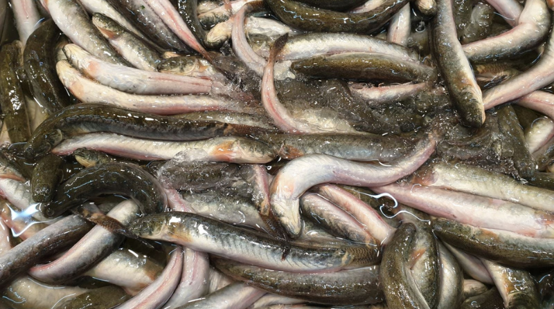 Cá kèo thương phẩm chuẩn bị xuất bán