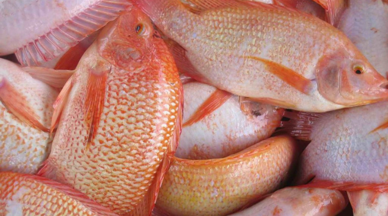 Cá diêu hồng thương phẩm được nuôi trong ao, phục vụ nhu cầu tiêu thụ trên thị trường.