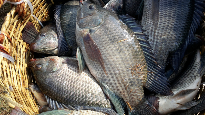 Cá rô phi nuôi thương phẩm.