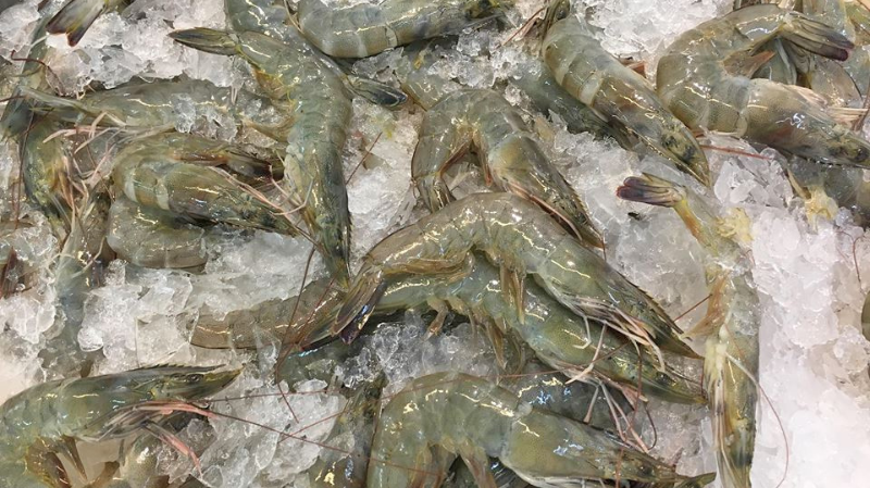 thu hoạch tôm thẻ 80 con/kg