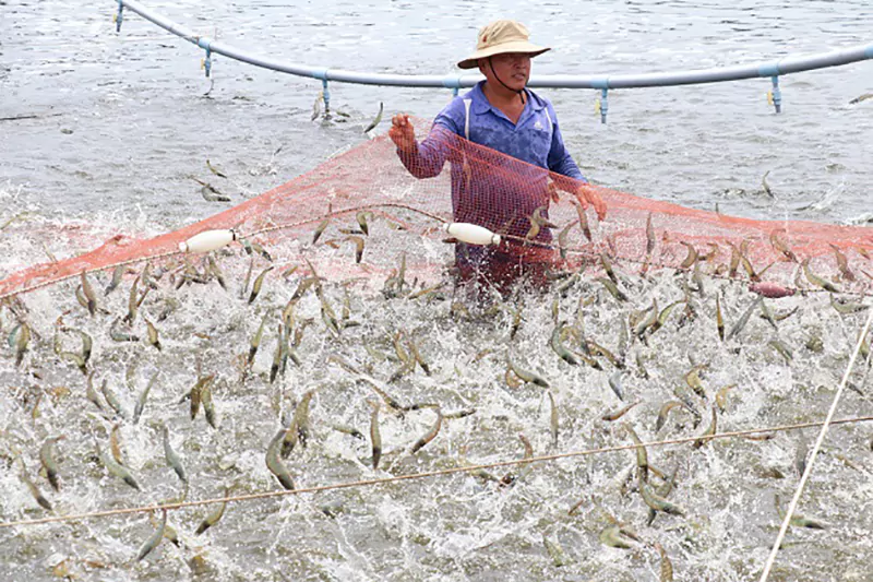 Thu hoạch tôm thẻ chân trắng Thu hoạch tôm thẻ chân trắng