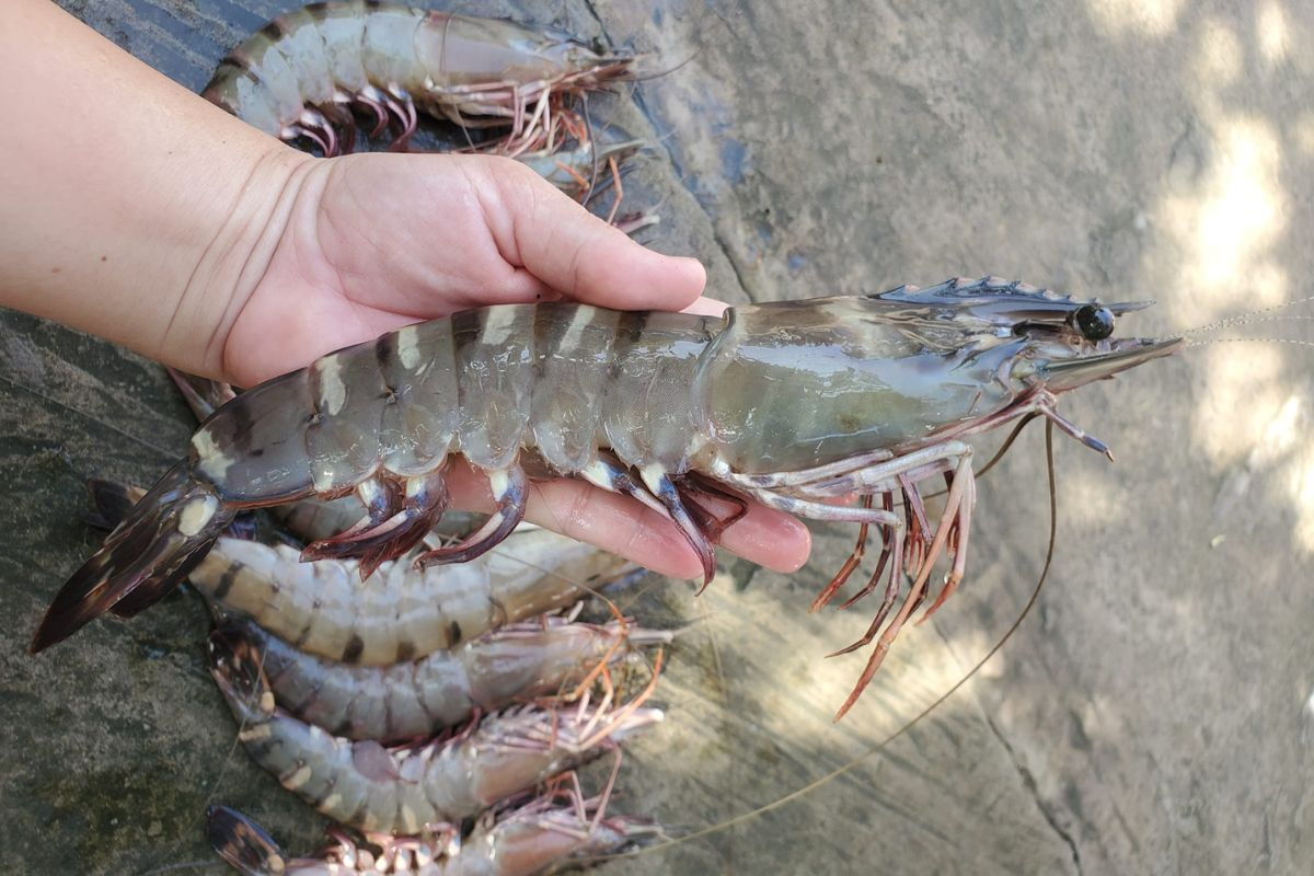 Tôm sú size 40 con/kg tại ao