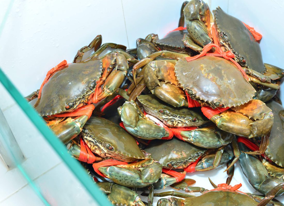 Cua gạch ở Cà Mau