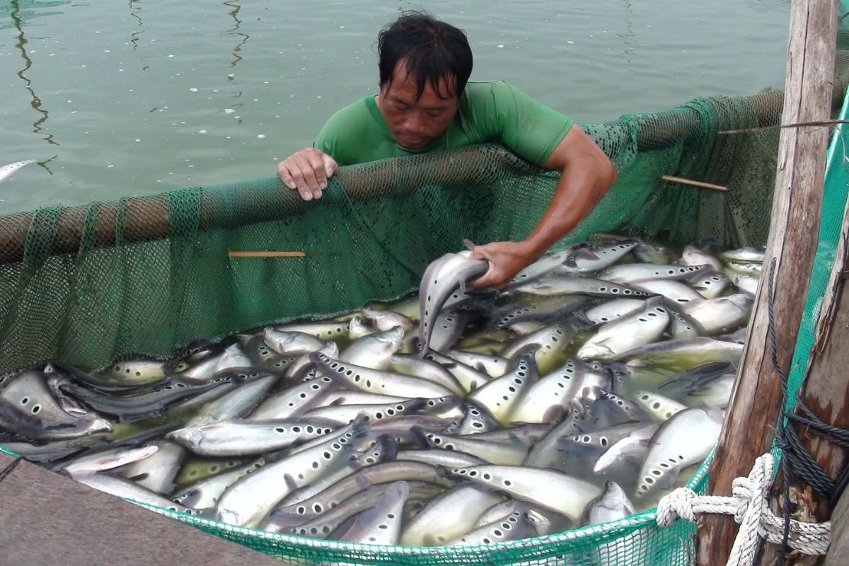 Cá thác lác thương phẩm phục vụ tiêu thụ và chế biến