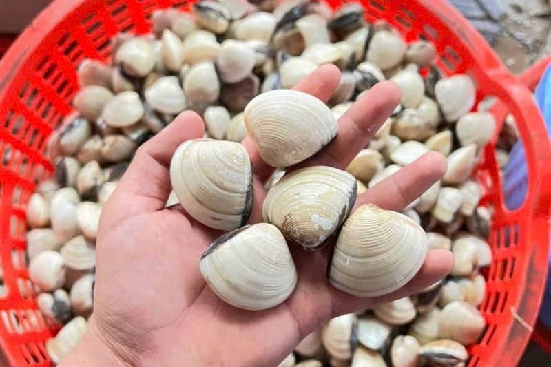Nghêu thương phẩm chuẩn bị xuất bán
