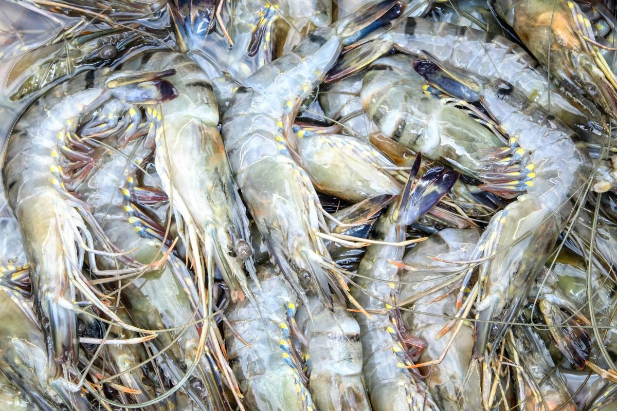 tôm sú 20 con/kg