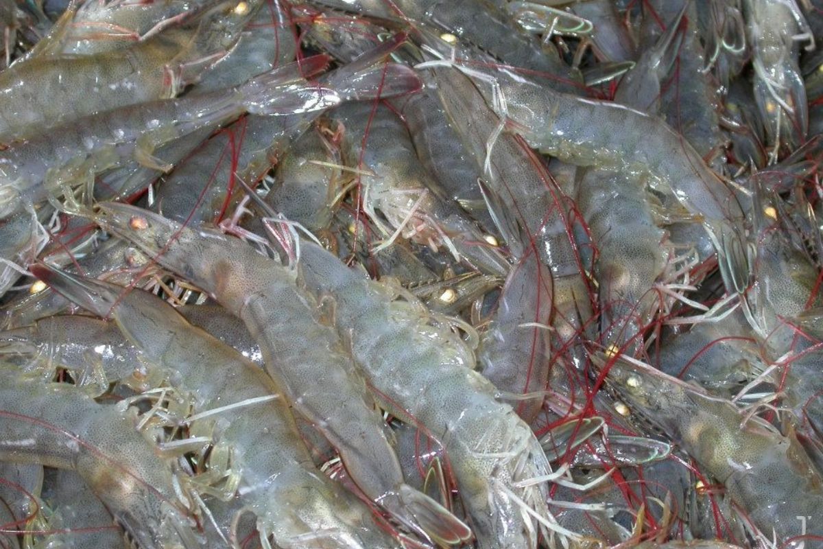 Tôm thẻ chân trắng size 60 con/kg