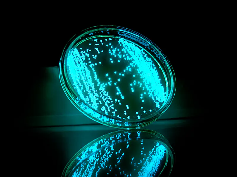 Khuẩn Vibrio harveyi Khuẩn Vibrio harveyi