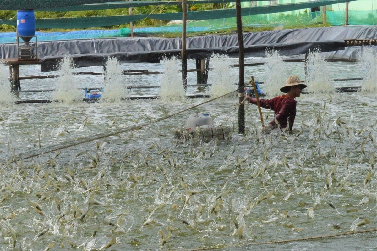 Nuôi tôm mật độ cao cần quản lý chất hữu cơ và đáy ao