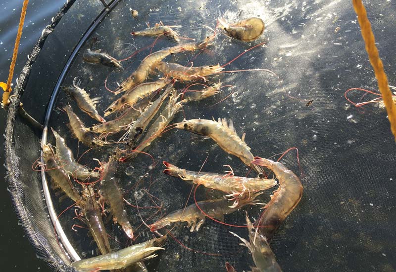 Tôm chậm lớn Tôm chậm lớn