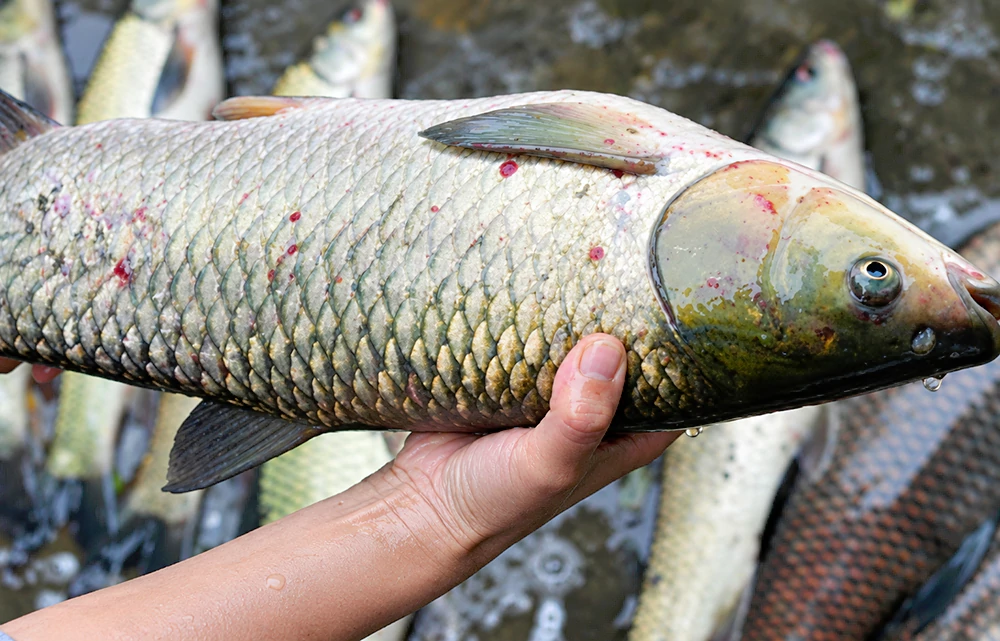 Cá trắm bị đốm đỏ