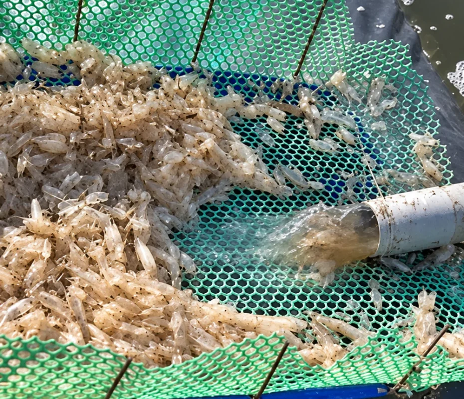 Chất thải khi xi phông