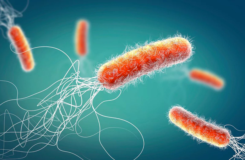 Vi khuẩn Pseudomonas Vi khuẩn Pseudomonas