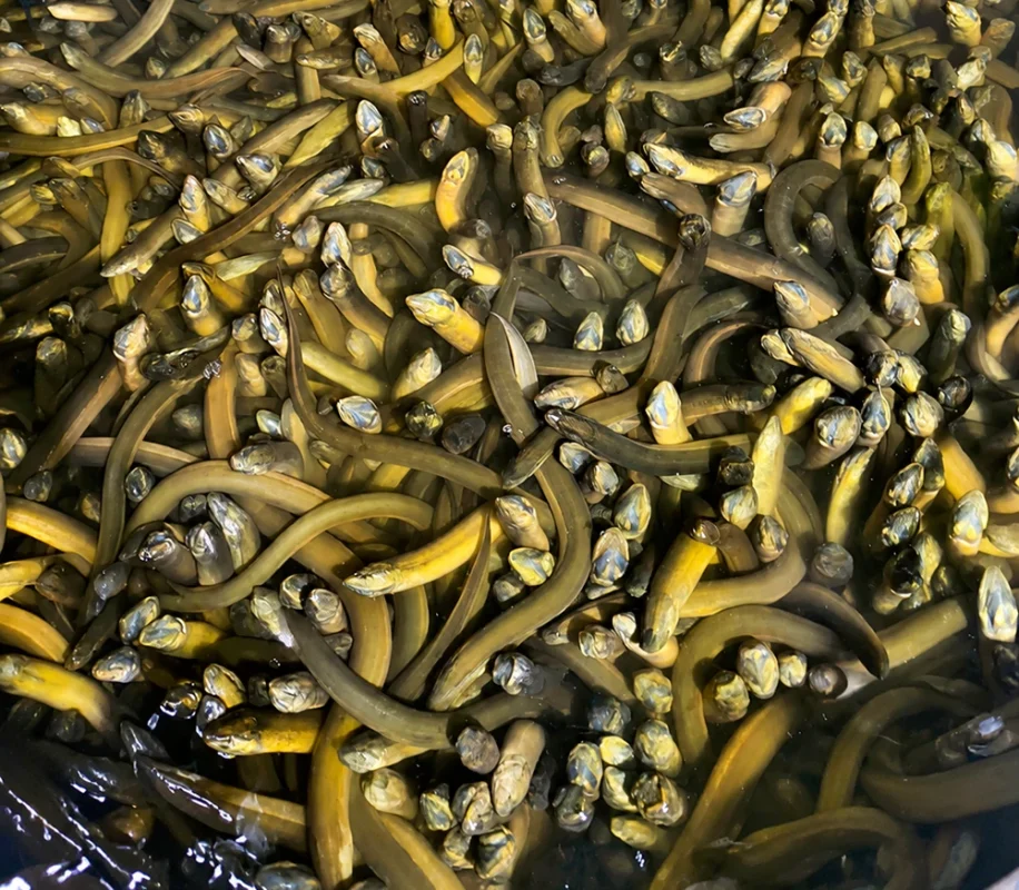 Lươn ngóc đầu Lươn ngóc đầu