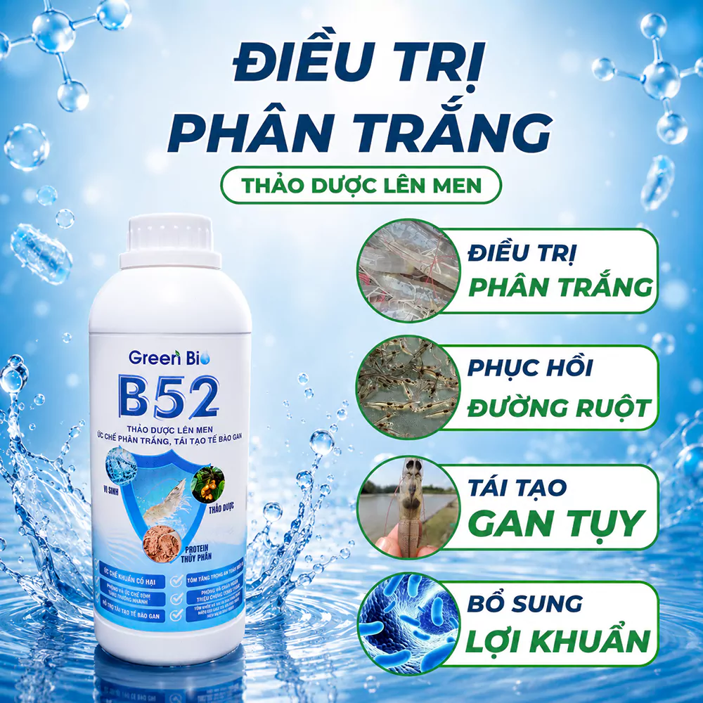 B52 điều trị phân trắng