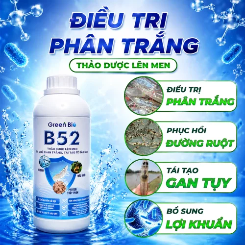 B52 Điều trị phân trắng