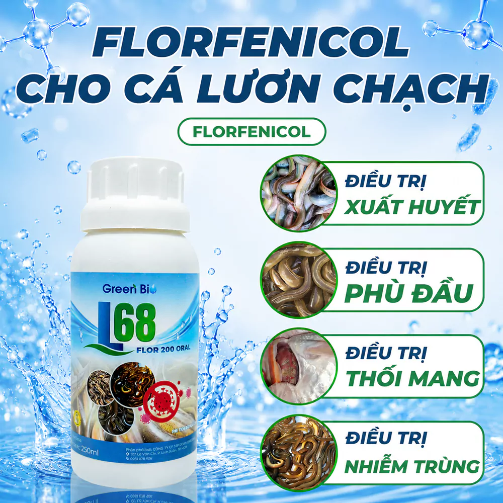 L68 - Florfenicol cho lương chạch cá