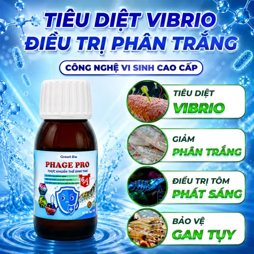 Phage Pro tiêu diệt Vibrio