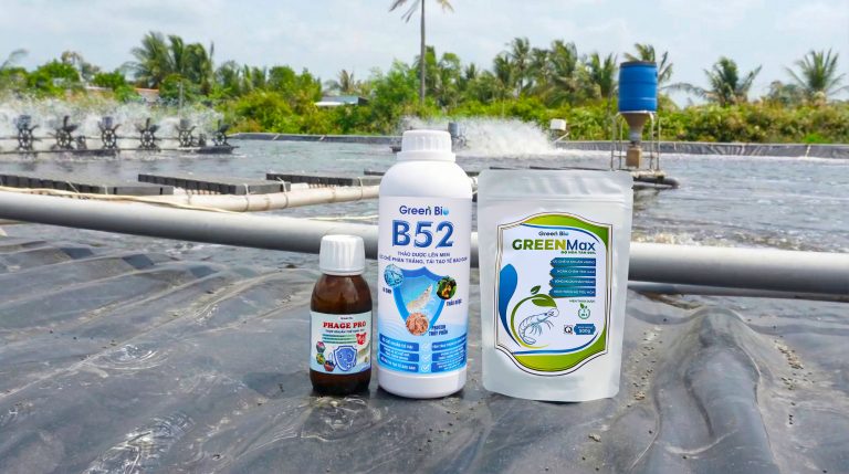 Bắt đầu mùa vụ mới – cảnh giác bệnh nguy hiểm trên tôm (bệnh gan tụy cấp ems/ahpnd và bệnh thủy tinh tpd)