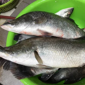 Cá chẽm