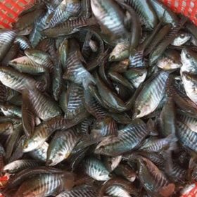 Cá Sặc Rằng Giống