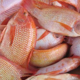 Cá Diêu Hồng