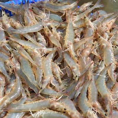 Tôm Thẻ 100