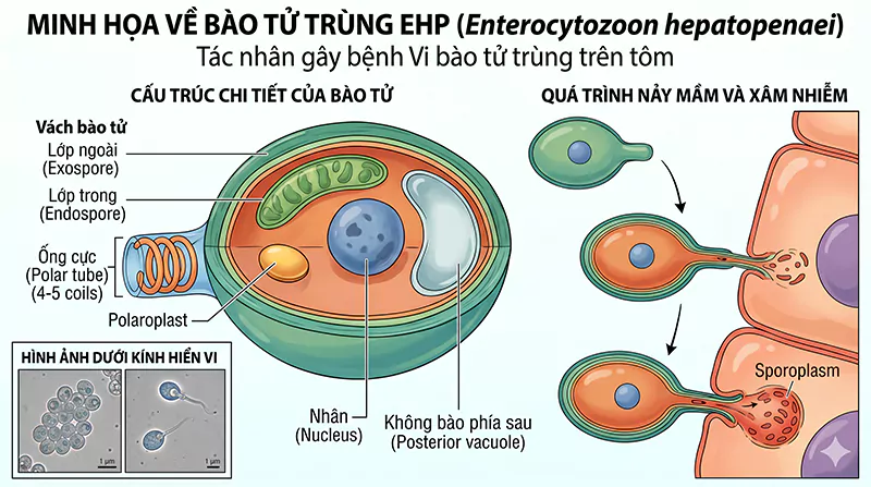 Bào tử trùng gây bệnh trên tôm Bào tử trùng gây bệnh trên tôm