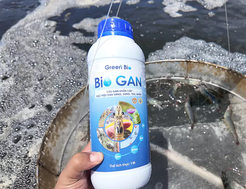 Thảo dược hỗ trợ phục hồi gan tôm Bio Gan Thảo dược hỗ trợ phục hồi gan tôm Bio Gan