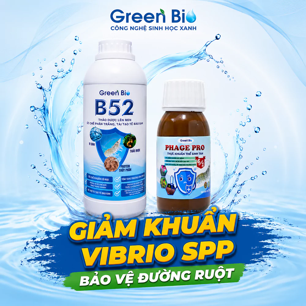 Combo Giảm khuẩn Vibrio spp bảo vệ đường ruột toàn diện