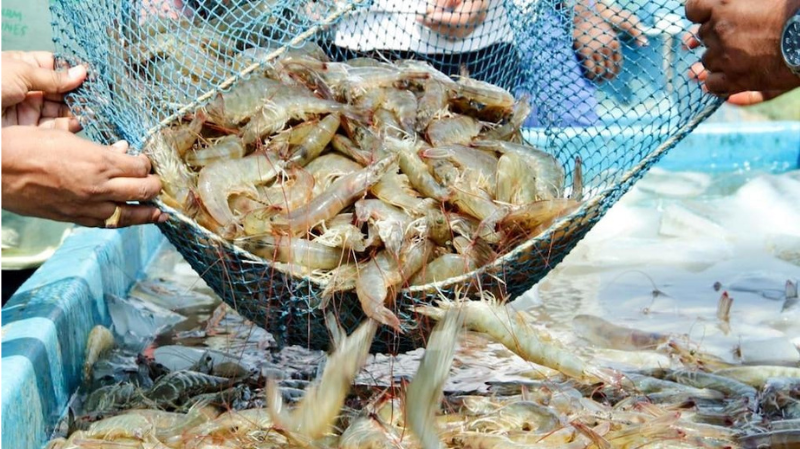 Tôm Việt Nam xuất khẩu

