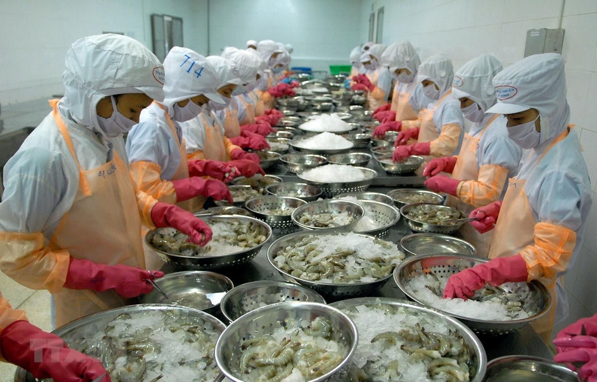 Tôm xuất khẩu