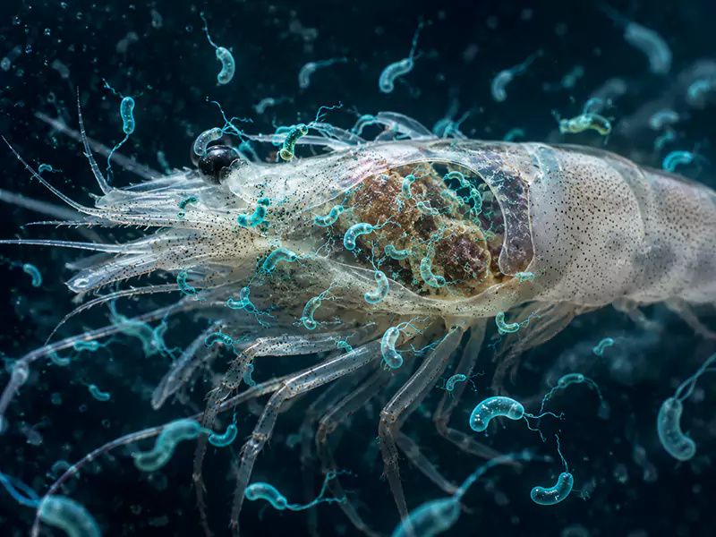 Vibrio tấn công tôm Vibrio tấn công tôm