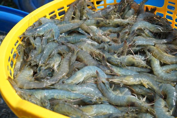 Ảnh tôm thẻ chân trắng