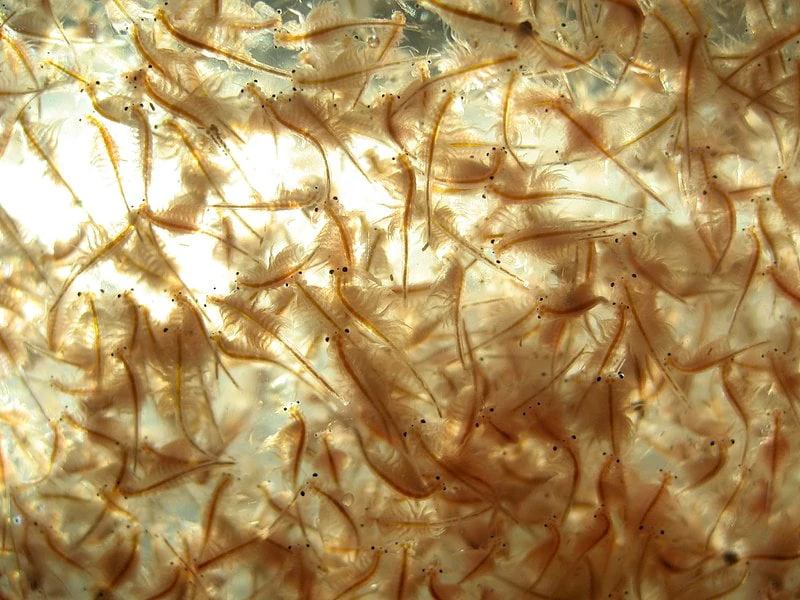 Artemia Artemia