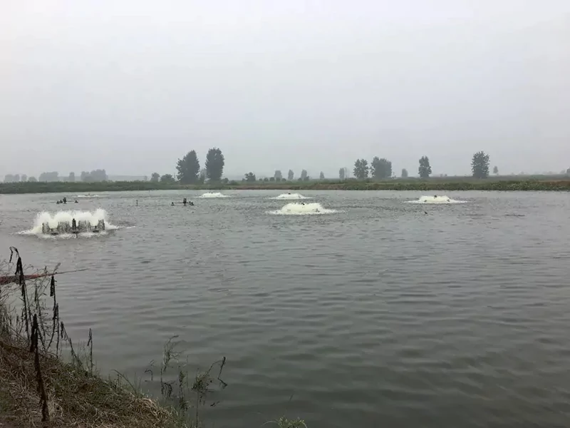 ao tôm
