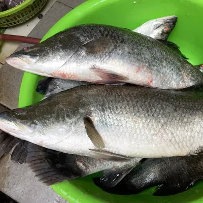 Cá chẽm Size 1 con/kg