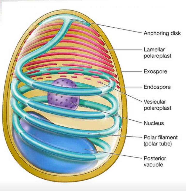 Enterocytozoon hepatopenaei Enterocytozoon hepatopenaei