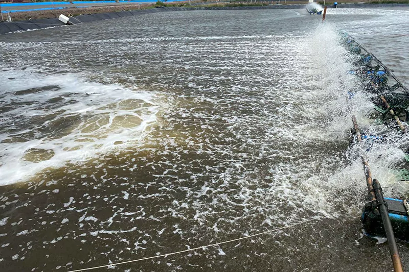 Quản lý môi trường ao tôm Quản lý môi trường ao tôm