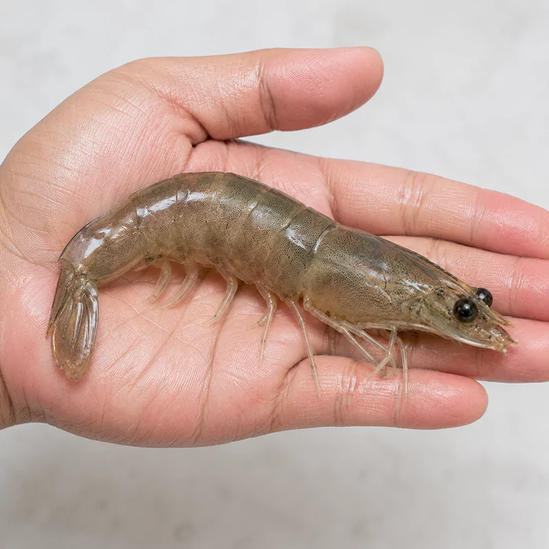 Tôm bị cụt râu Tôm bị cụt râu