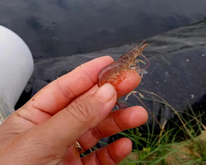 Tôm đỏ thân Tôm đỏ thân