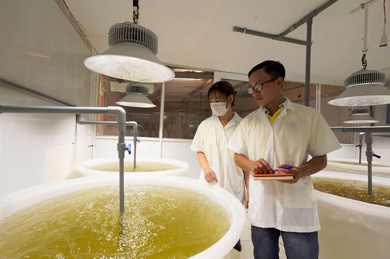 Tôm giống Grobest Việt Nam