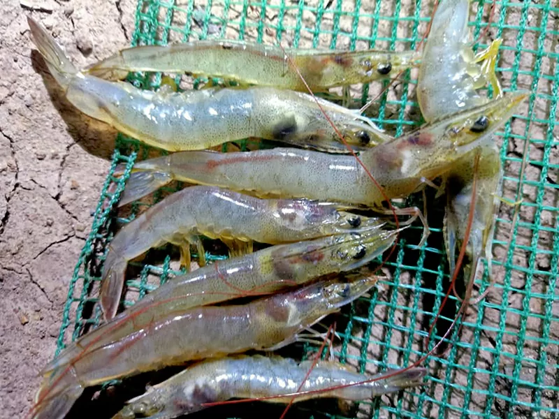 Tôm thẻ bị đỏ thân Tôm thẻ bị đỏ thân