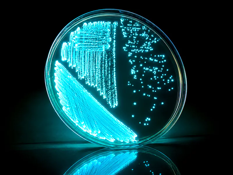 Vibrio harveyi là thủ phạm chính của bệnh phát sáng ở tôm Vibrio harveyi là thủ phạm chính của bệnh phát sáng ở tôm